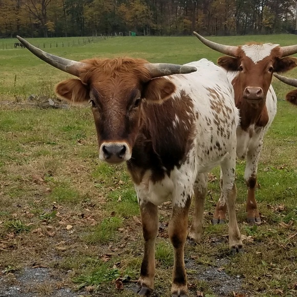 Meet your Posher, Dorothy - Picture 1 of 1